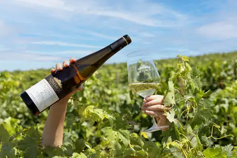 Una botella y una copa de vino blanco entre las viñas