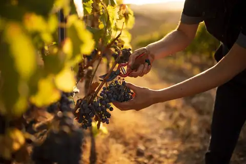 Cartel y fotos de «Bus del Vino Somontano «A la Vendimia»», foto 4 de 7