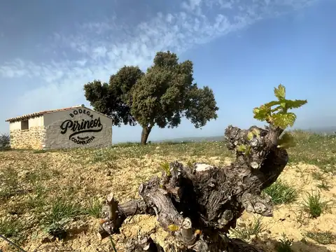 Una cepa vieja brota en un viñedo de Bodega Pirineos